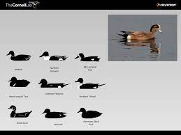 Although ducks appear clumsy when walking on dry land, they are graceful swimmers … Duck And Waterfowl Identification Try A Free Quiz Bird Academy The Cornell Lab