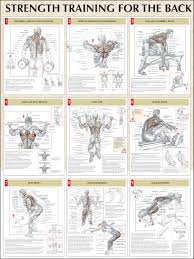 Back Workouts Health And Fitness Training