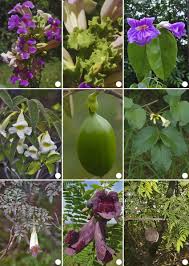 Image result for Amphilophium