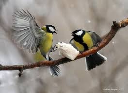 Birds For Cats To Watch 4k Tiny Warriors By Galina Jacyna Via 500px