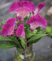 Pin On Each Little Flower That Opens