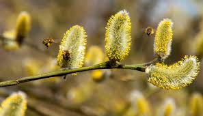 ● grows best in cool, temperate, hot/arid and warm/humid climates. Bees Gardening College Of Agriculture And Bioresources University Of Saskatchewan