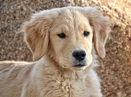 They will come with an akc registration application and akc litter certificate. Sophia Jovi S Goldens Golden Retriever Breeder Desert Hills Arizona Phoenix Scottsdale