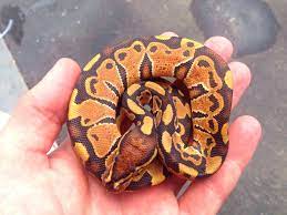 Trojan Ball Python Cute Reptiles Pet Snake Ball Python