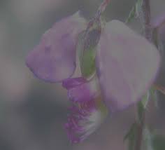 Image result for Oxygonum dregeanum