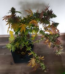 Cookies by lamota seeds is trendy as hell. Ocean Grown Cookies Buy Ocean Grown Cookies Feminized Cannabis Seeds