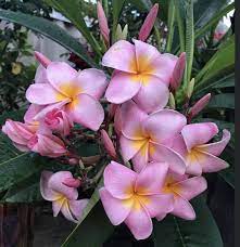 Plumeria Just Pink Plumeria Flowers Tropical Flowers Plumeria