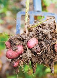 There is about 100 lbs. Potato Pals Our State