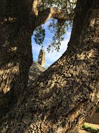 Image result for Acacia davyi