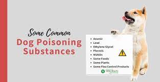 It is used for rodent control in products such as ratsak pellets and wax blocks, talon pellets and wax blocks, surefire blocks. Dog Poisoning Substances Antifreeze Poisoning Plants Poisonous To Dogs
