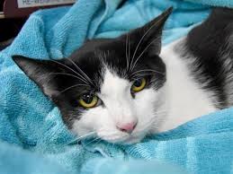 See more ideas about adoption, pet adoption and cats. Paco Oregon Humane Society Humane Society Cats And Kittens Pet Adoption