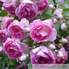 The buds are of a delicate cream colour but fade slowly. Uetersener Klosterrose Kletterrosen