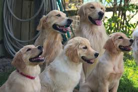 Hello, my name is shane, my wife felicia and i are located in mesa, az and have 9 beautiful golden retriever puppies born nov 12 2019. The Golden Retriever Lifetime Study Meet The Heroic Canine Participants