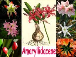 Image result for Amaryllidaceae