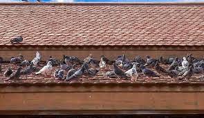 You can also use cooked rice to get rid of pigeons. How To Get Rid Of Pigeons On Your Roof Servicewhale