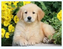 Since then, the breed has established itself as a wonderful. 7 Easy Ways To Make Golden Retriever Breeders Faster Dog Breed