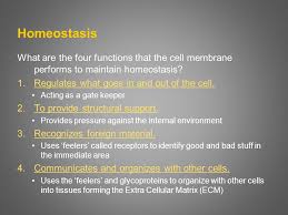 The cell membrane's receptor proteins bind to molecules cellular transport, one of the main functions of a cell membrane, can occur in multiple ways. Homeostasis What Are The Four Functions That The Cell Membrane Performs To Maintain Homeostasis 1 Regulates What Goes In And Out Of The Cell Acting Ppt Download