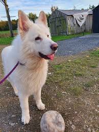 Urgent German Shepherd Dogs North East England German Shepherd Dog Rescue