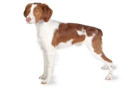 The large head, including the floppy ears, is relatively hairier than the rest of the body. Brittany Dog Breed Information Pictures Characteristics Facts Dogtime