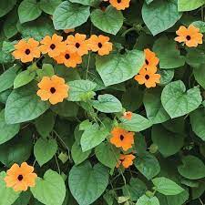 Pin On 4 My Garden Escape