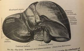 Free online quiz diagram of liver lobule. Liver Diagram From Gray S Anatomy Xconomy