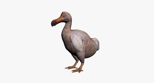 pin on dodo