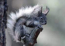 Newmexico2010no2 P 2 Animals Beautiful Animals Koala Bear