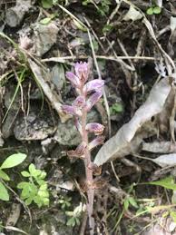 Image result for Orobanche minor