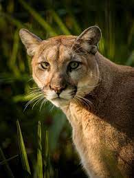 florida panther florida panther wild cats panther