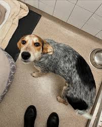 Can't believe we can finally share Frankie aka Frankenstein ...