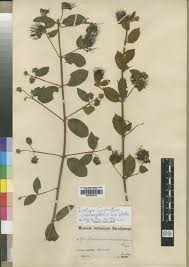 Image result for Combretum cinereopetalum