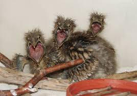 We did not find results for: Will A Mother Bird Reject A Baby That Is Touched By Humans