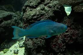 Check spelling or type a new query. The Most Beautiful Parrotfish Species And 7 Amazing Facts About Them Fishkeeping World