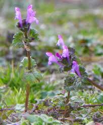 Continue to treat grassy and broadleaf weeds. Controlling Winter Lawn Weeds North Carolina Cooperative Extension