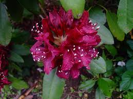 Rhododendron Dark Lord Rhododendron Evergreen Burgundy Red Flowers 2 Size Container Rhododendron Red Flowers Shrubs
