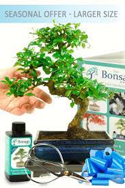 Growing a bonsai tree takes time and patience, but the rewards are definitely worth your time. Larger Twisty Flowering Indoor Bonsai Kit With Pretty White Flowers