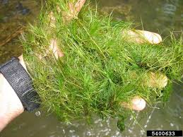 Image result for Najadaceae