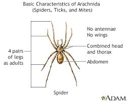 How to identify a funnel spider. Funnel Web Spider Bite Information Mount Sinai New York