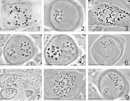 Image result for Sebaea sedoides