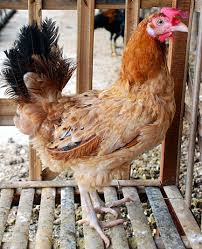 Selamat Datang Ayam Elba Arab Baru Bebeja Com