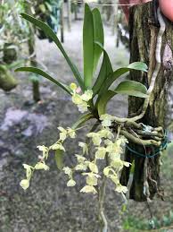 Image result for Diaphananthe