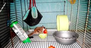 Dan ini resep sederhana dan gampang banget. Minuman Sugar Glider Yang Baik Dan Sehat Hobinatang