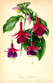 Fuchsia is the new open source os from google, one that does not utilize the linux kernel. Fuchsia Simple English Wikipedia The Free Encyclopedia