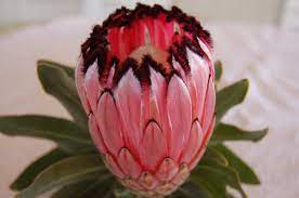 Favorite Flower Looks Like Feathers Type Protea Protea Protea Flower Flowers