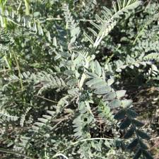 Image result for Oxyanthus strigosus