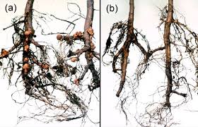 Image result for Rhizobium radiobacter, syn. Agrobacterium tumefaciens