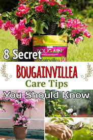 Bougainvillea needs full sun and can be grown by a window, in a conservatory, or a heated greenhouse. 8 Secret Bougainvillea Care Tips You Should Know Bougainvillea Care Tips Bougainvillea Care Common Garden Plants