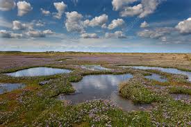 Image result for Limonium vulgare