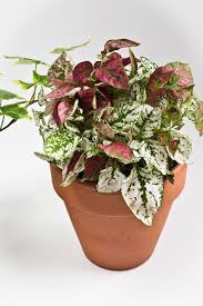 Image result for Hippocratea pallens