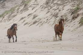 The Wild Horses Of Sable Island